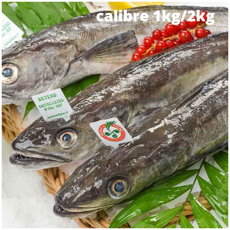 Merlu de ligne de Saint Jean de Luz calibre 1kg 2kg pi ce